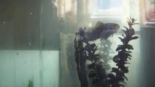 карась есть толокно смотреть онлайн