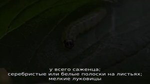 Самые эффективные средства от вредителей: чем обработать лук от червей и как это сделать правильно