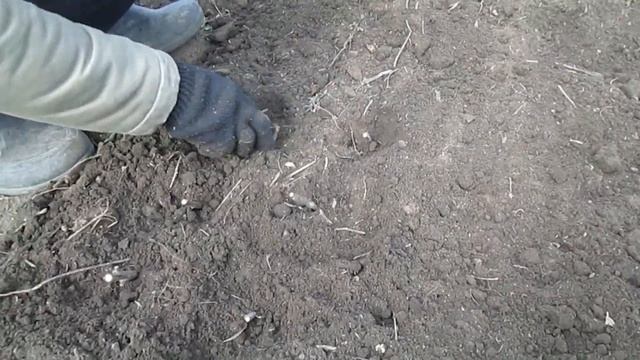 Размножение облепихи черенками смотреть онлайн