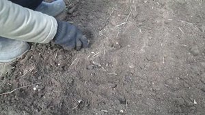 Размножение облепихи черенками