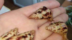 Лимоколярии Агатина#лимоколярии#лимочки#агатина#древесники#улитка