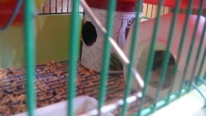 Хомяки дерутся