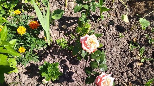 розы дабл делайт... стоит ли покупать в карусели смотреть онлайн