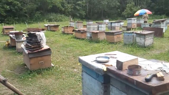 Панорама пасеки. Быт пасечника смотреть онлайн