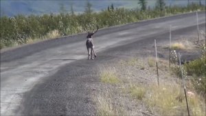 Звук оленя