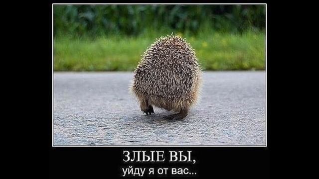 Лютые приколы! Озвучка мемов. Смешные картинки!