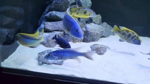 Huge 600 gallon fish tank Feeding my African Cichlids Predator Haps Malawi cichlids