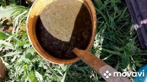 Как разводить куриный  курьяк для удобрения