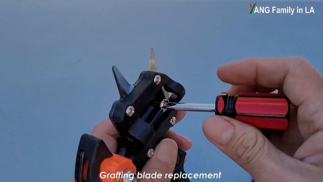 Does Grafting Tool Really Work? | Grafting Tool Unboxing, Cutting Trial and Review (植物嫁接必备工具) смотреть онлайн