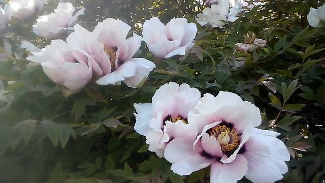 Белый, нежный покров Богородицы. Пион, символ любви и счастья. смотреть онлайн