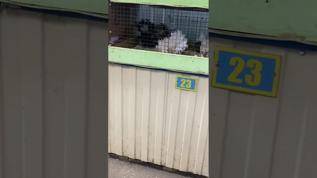 15.01.2023 Маленькая ярмарка Голубиный рай ( Москва ) ?????#голуби #бабочки #птичийрынок