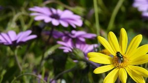 PANASONIC LUMIX FZ-38 - MACRO TEST. (HD)