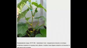 Формирование куста огурца ослепление куста до 4 листа и когда нужна прищипка огурца