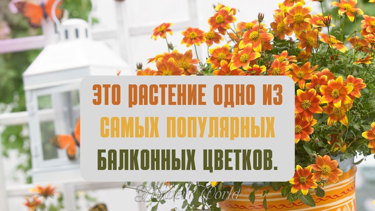 Это растение одно из самых популярных балконных цветков.