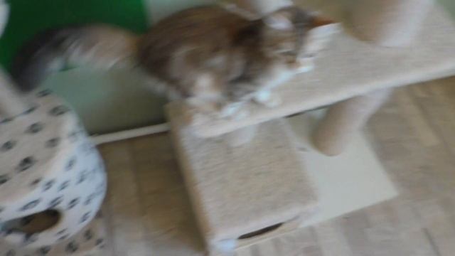 Сибирская красавица из питомника Spark Heart смотреть онлайн