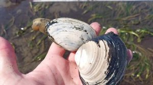 Собираем ракушку на Сахалине, тихая рыбалка