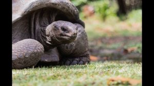 Сейшелы  История