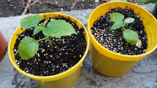 Paulownia Tomentosa from seed update смотреть онлайн