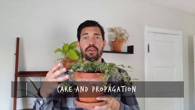 Growing English Ivy (Hedera Helix) as a Houseplant смотреть онлайн