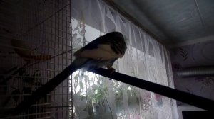 Первый полет домашнего питомца волнистого попугая Тоши. Выпускаю из клетки