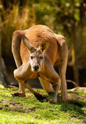как живут кенгуру
