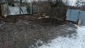 Что делать, если собака отказывается от еды_