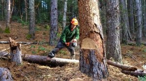 Husqvarna 562 XP | Dead Pine Tree Felling