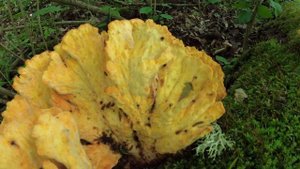 Акулина! Куриный гриб.