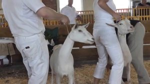 Молочные козы