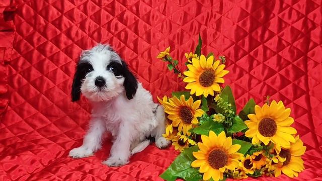 Пуховка мальчик Ксолоитцкуинтли