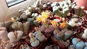 Если нет веранды? Как организовать зимовку кактусу? Литопсы цветут.