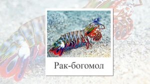 Морские животные из самых глубин.  Развивающее видео для детей. Картинки для детей.