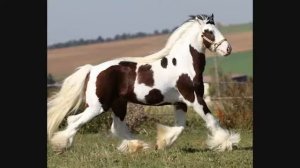 Красивые картинки лошадей.???