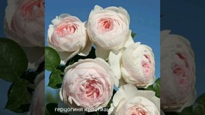 Как зимуют штамбовые розы в питомнике,. Обзор сортов привитых на штамб