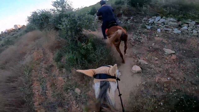 Я на альВард и муж на Маджик! Our hack out on ours horses in Lebanon! смотреть онлайн