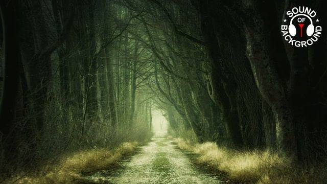 Forest Road (relax ambient music)