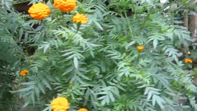 MARIGOLD (Tagetes erecta) смотреть онлайн