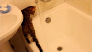 Бенгальские кошки играют с водой.bengal cats playing with water. "Bengalocat"