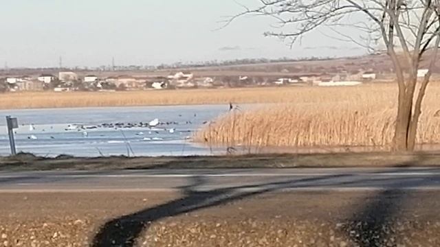 Зима в Анапе. Вода замёрзла. Птицы. Архив из Ютуб