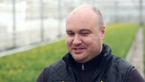 Технология выращивания и фасовки тюльпанов на гидропонике