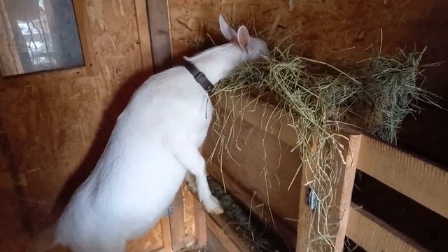 зааненская коза смотреть онлайн
