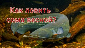 Как ловить сома весной? Крупный сом весной. Приманки и места для ловли сома весной