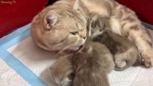 Mother cat Munchkin and 3 kittens have fur like cute little tigers.