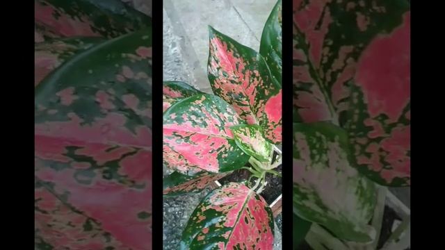 Spotted Star Aglaonema Plant  #shorts