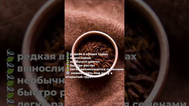 Аморфа кустарниковая - выносливое растение с необычным цветением