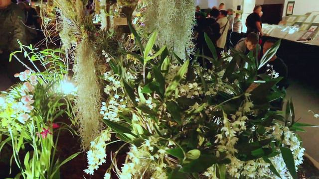 Lange Nacht der Orchideen - Dresden 2023 смотреть онлайн