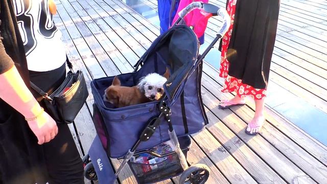 Бэйдайхэ 2018 (Китай,ужин с прогулкой)#14 серия смотреть онлайн