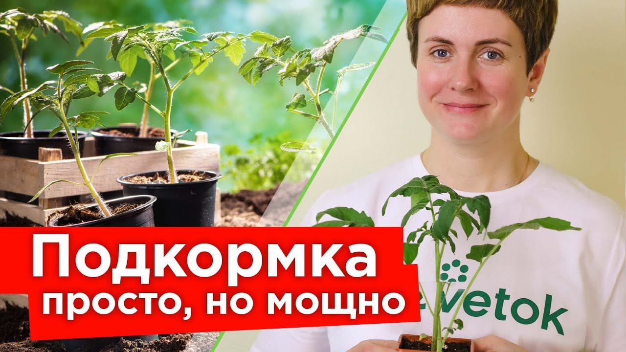 РАССАДА ИЗ ХИЛОЙ В ЖИРНЕНЬКУЮ! Лучшая подкормка рассады для крепких стеблей и мощных корней