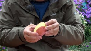 Картофель Палац