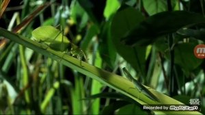 Углокрылый кузнечик против Богомола